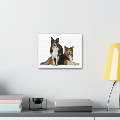 Border Collie Couple, Border Collie