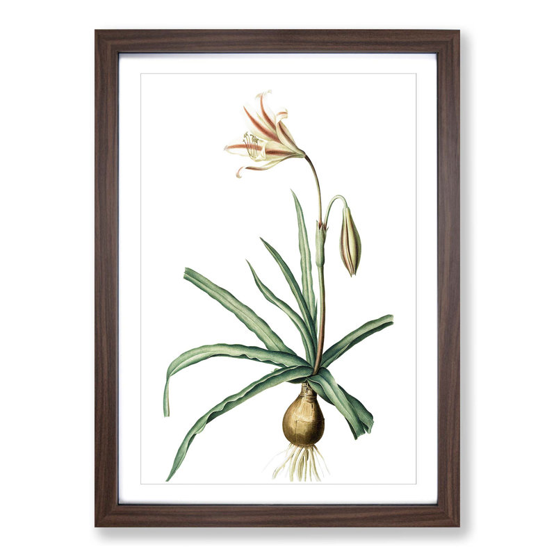 Amaryllis Broussonetii Flowers by Pierre-Joseph Redoute - Single Picture Frame Painting, Walnut Framed