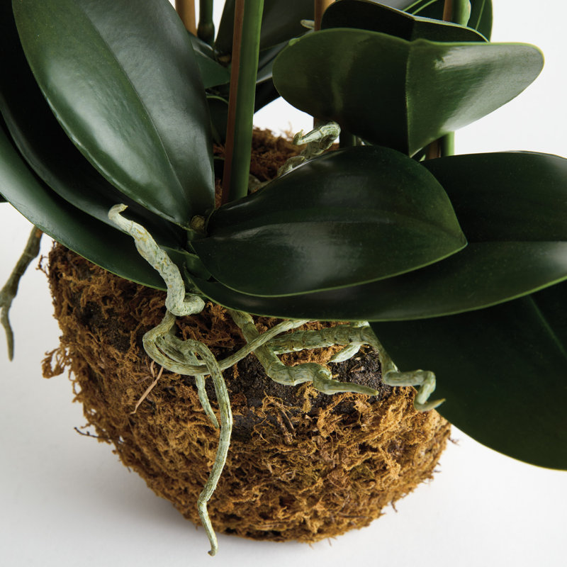 Barringer PHALAENOPSIS 30 po, 30"
