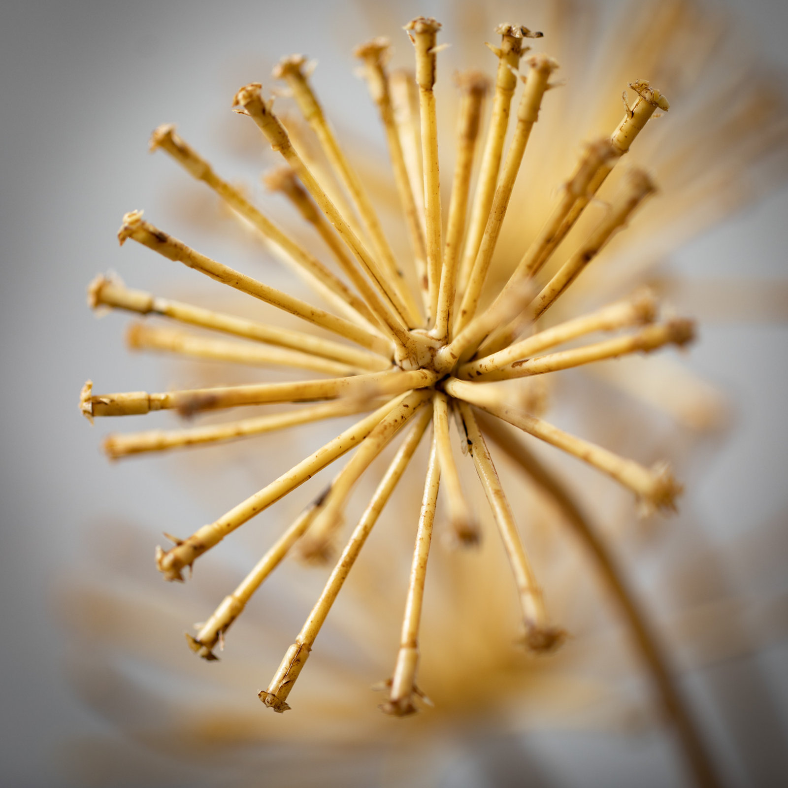 30.75" Natural Brown Burst Spray; Brown