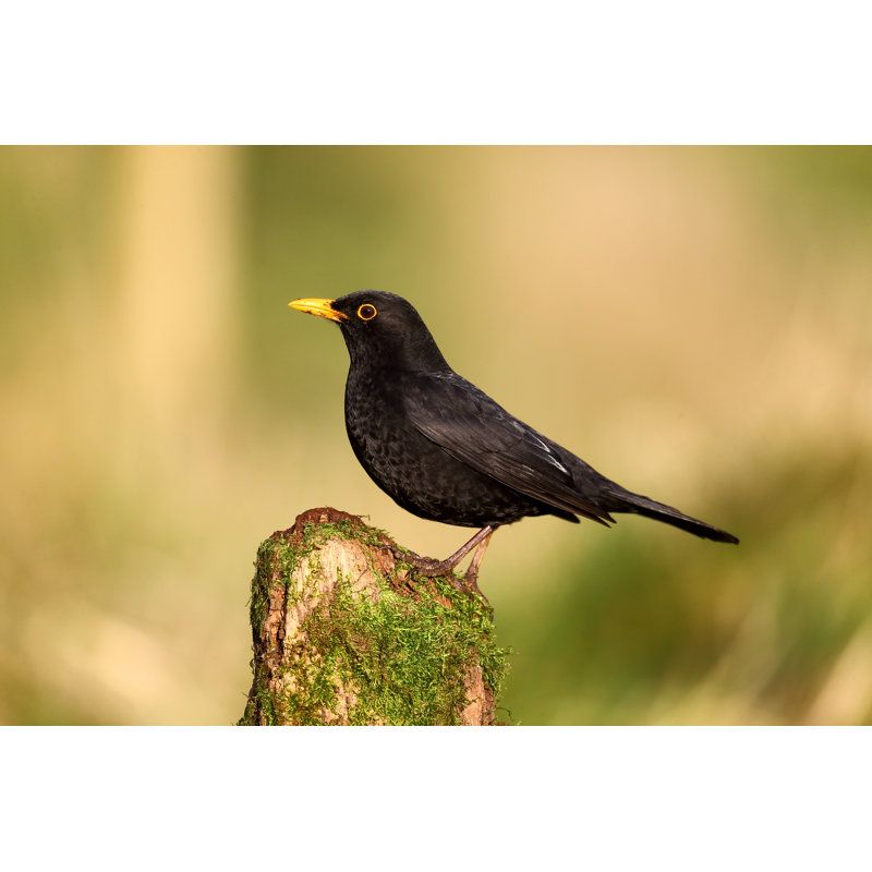 Blackbird, Turdus Merula by Mikelane45 - Wrapped Canvas Print, 30.48cm H x 45.72cm W