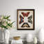 Display Of Butterflies IV Print
