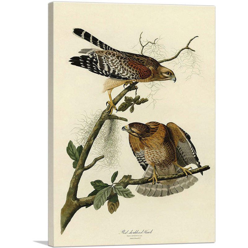 Reproduction d'art sur toile tendue, "Red Épaule rouge" par James Audubon, H 40 po x l 26 po x P 0,75 po