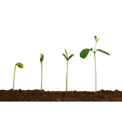 Plant Sequence in Dirt by Feellife