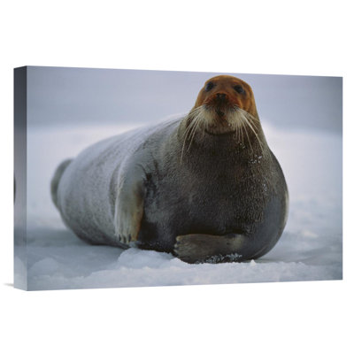 " Bearded Seal Dyed Red From Foraging In Iron-Rich Mud, Svalbard, Arctic Norway "