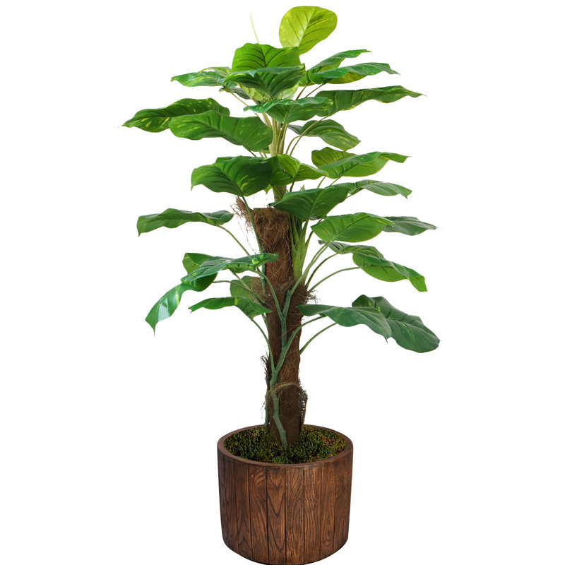 Panama, plante à feuillage en pot