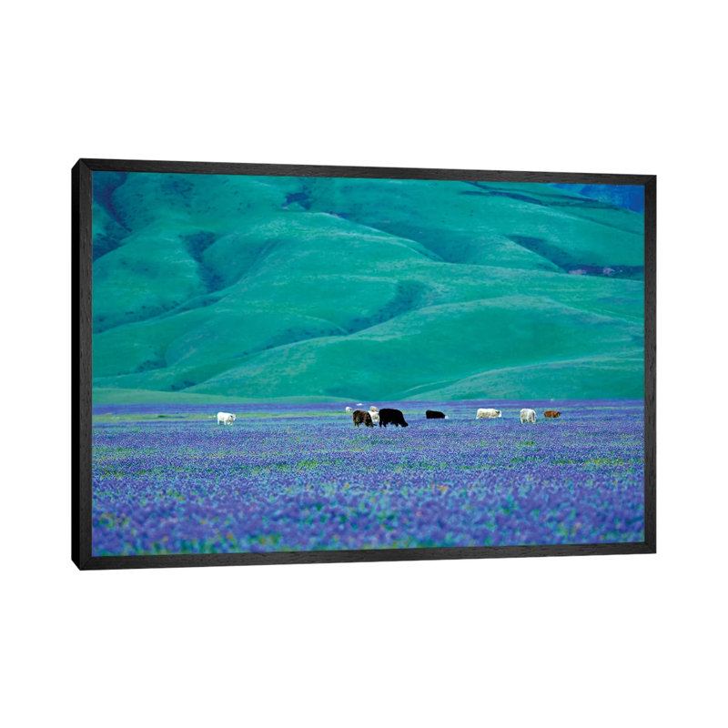 Cows In Lupine I by Dennis Frates - Print on Canvas, Black Framed, 45.72cm H x 66.04cm W x 3.81cm D