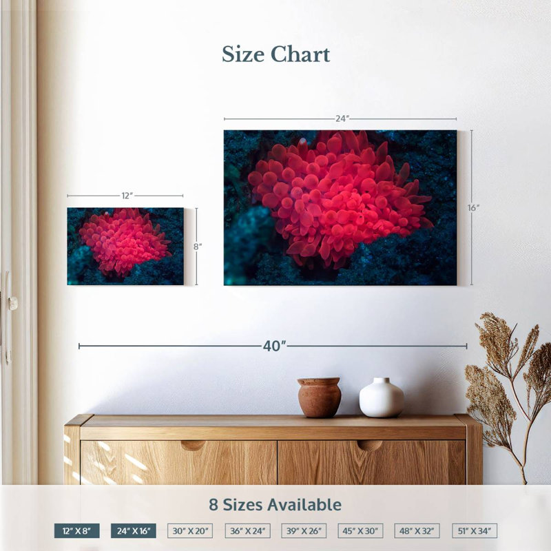 Rose corail, H 16 po x l 24 po