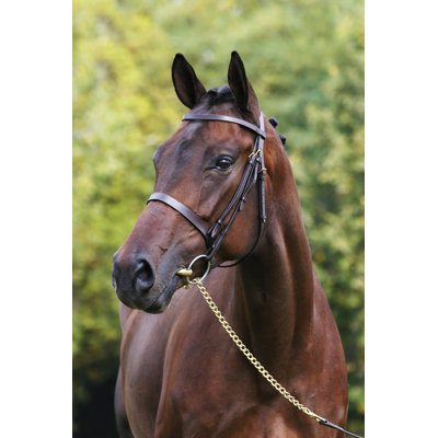Portrait of a beautiful mare