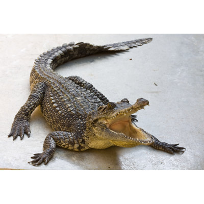 Crocodile in Farm Thailand by Tomodaji