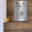 «Shaggy» par Barbara Keith-1667717651