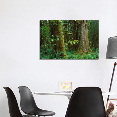 Moss-Covered Trees And Dense Undergrowth In The Hoh Temperate Rainforest, Olympic National Park by Tim Fitzharris - Gallery-Wrapped Canvas Giclée on Canvas