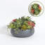 Arrangement de plantes grasses rondes 14 po PLANT, pot naturel-1848283544