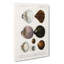 Mollusc Shell Illustrations PL. 4 by Charles D Orbigny - Wrapped Canvas-55362026