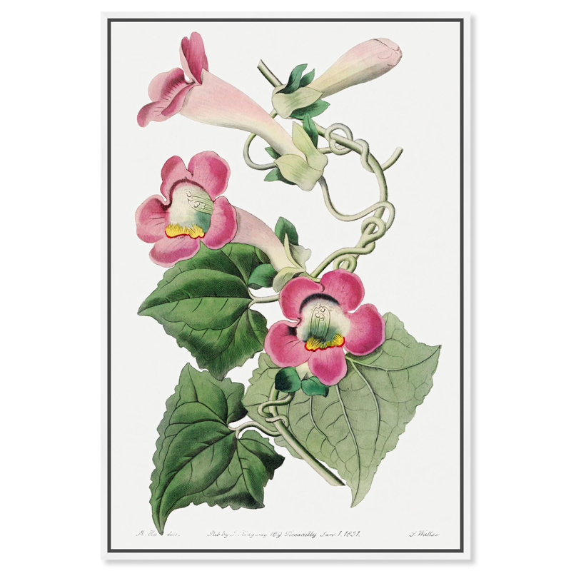 «Blush Lophospermum», reproduction de toile par Art Remedy, Cadre flottant blanc, H 16 po x l 11 po