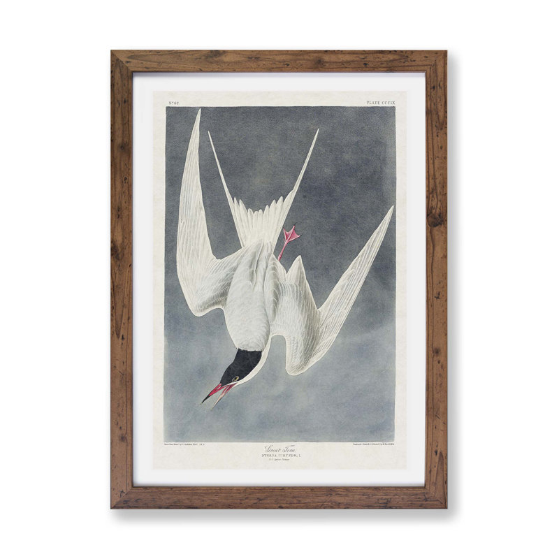 Great Tern Bird by John James Audubon - Framed Print, 33cm H x 45cm W x 2cm D, Walnut