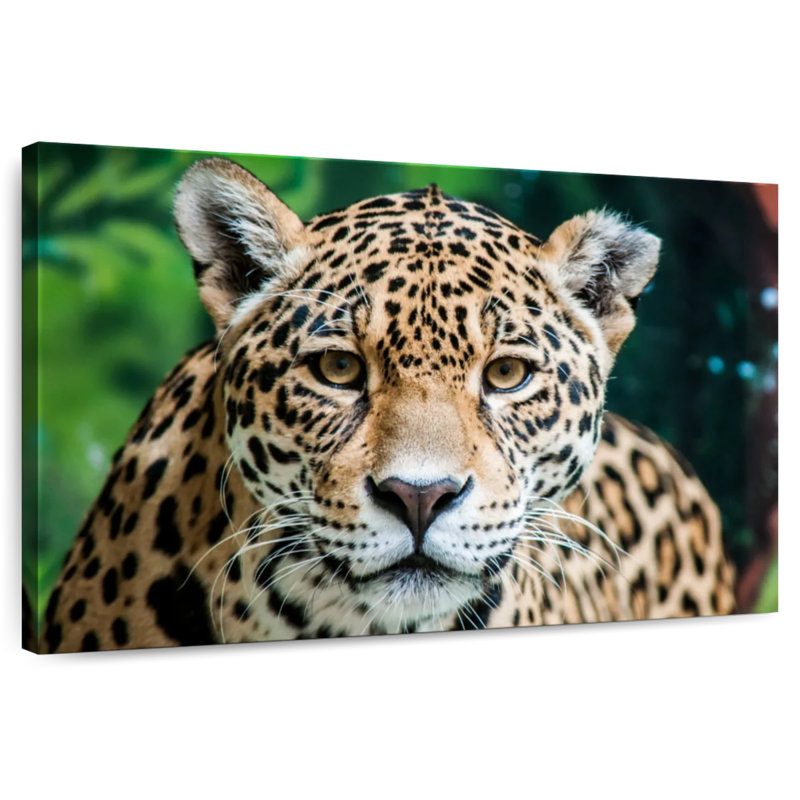 Jaguar solitaire, H 16 po x l 24 po