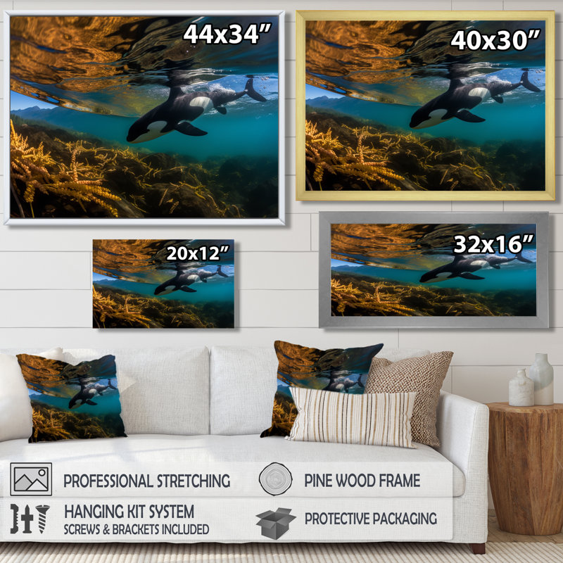 Orque nageant dans un lagon bleu - art mural animaux côtiers, Toile brune avec cadre flottant, H 24 po x l 32 po