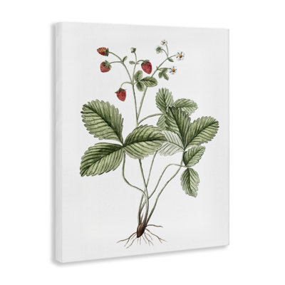 "Budding Strawberries Study", art mural par lettrage et doublure
