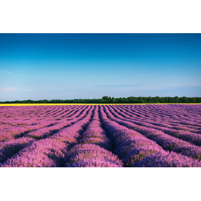 Champ de lavande - photographie sur toile