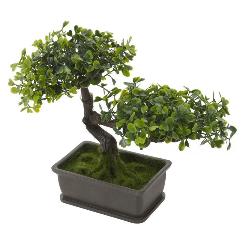 25cm Bonsai Plant in Pot