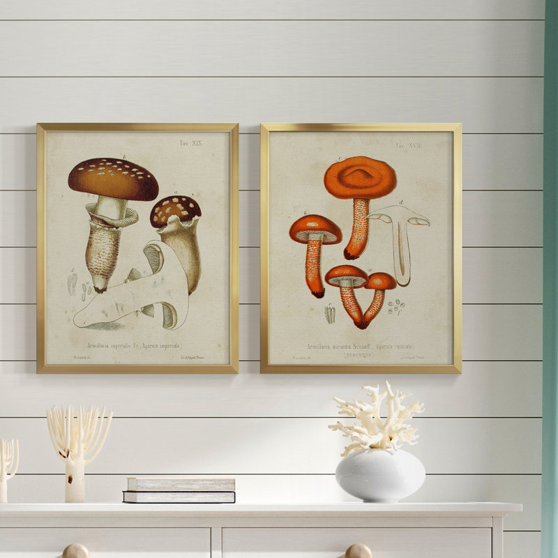 " Mushroom Varieties III " 2 - Pieces, Gold Framed Paper, 19" H x 16" W x 1" D
