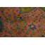 Tapis traditionnel en laine 8 x 11