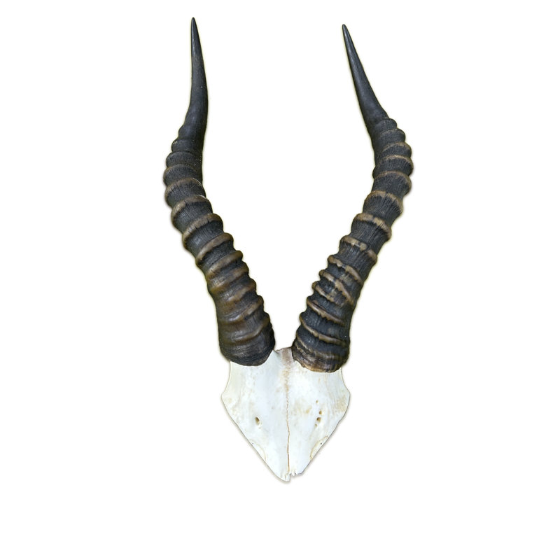 Khushveer Real Blesbok Antelope Skull V-Shape