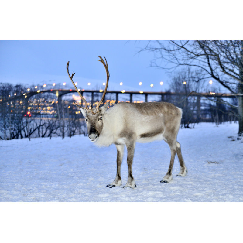 Reindeer by Zorazhuang - No Frame Print on Canvas, 81cm H x 122cm W