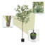Faux eucalyptus Holzman en pot-492211337