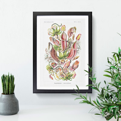 Pitcher Plants by Ernst Haeckel - Framed Print