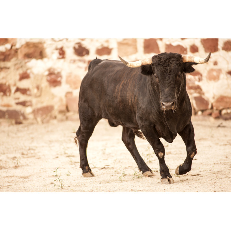 Race Toro par Iacu, H 24 po x l 36 po