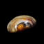 Palmier de sardonyx