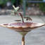 Bain d'oiseaux Friedewald-644874592