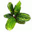 50cm Faux Foliage Plant in Pot