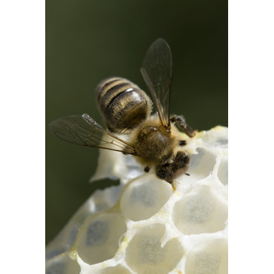 Clarys, abeille sur toile par Lukasok, photographie