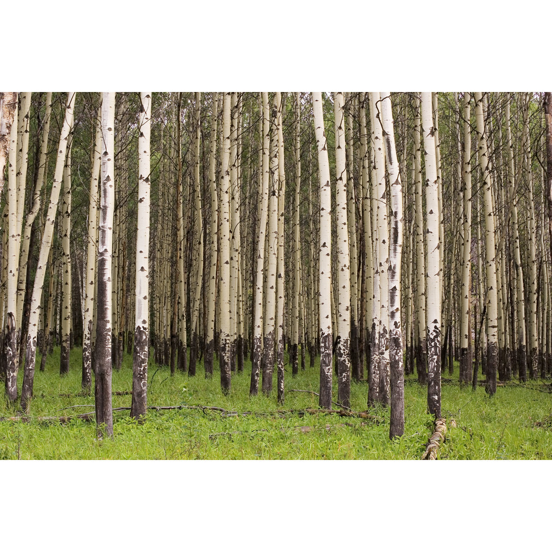 Banff Aspen Grove von Robh - Eingewickeltes Leinwand Set