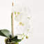 21-Inch Phalaenopsis Drop-In