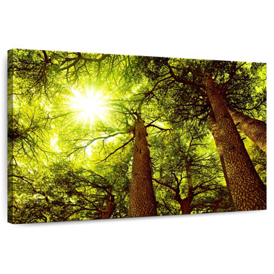 Forêt de cèdres Harnek ensoleillée