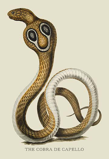 « the cobra de capello » par j. forbes, impression