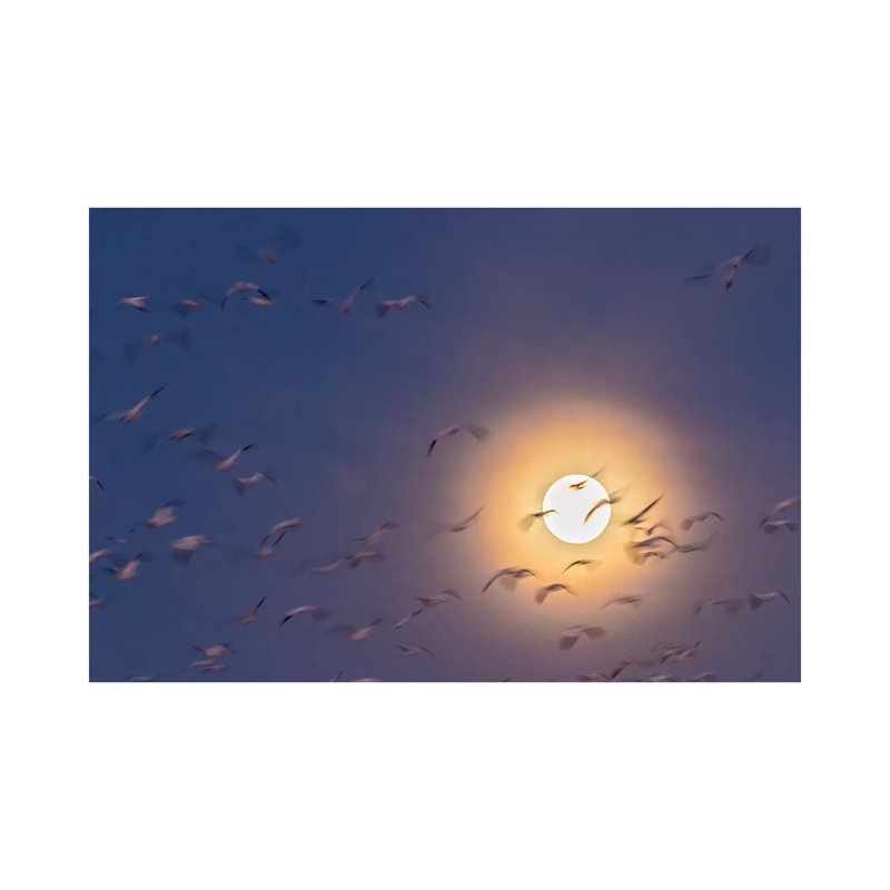 USA, New Mexico, Bosque del Apache National Wildlife Refuge. Snow geese blur and full moon. 1 Piece Wrapped Canvas Wall Art