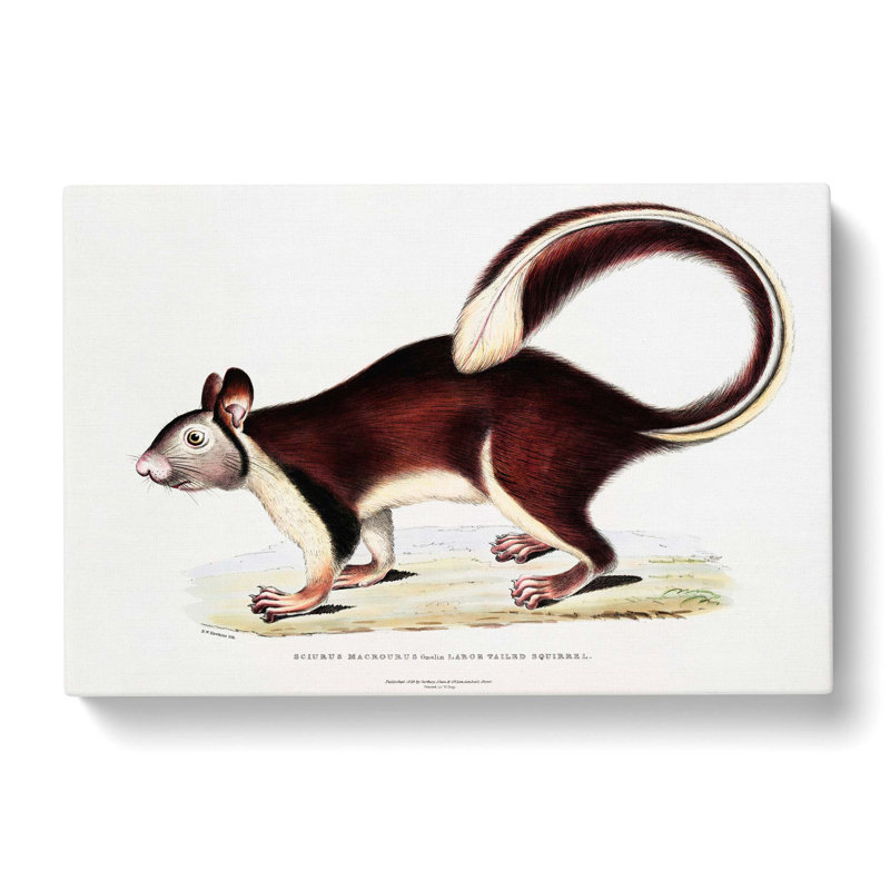 Large-Tailed Squirrel Illustration by John Edward Gray - Wrapped Canvas Print, 35cm H x 50cm W x 3cm D