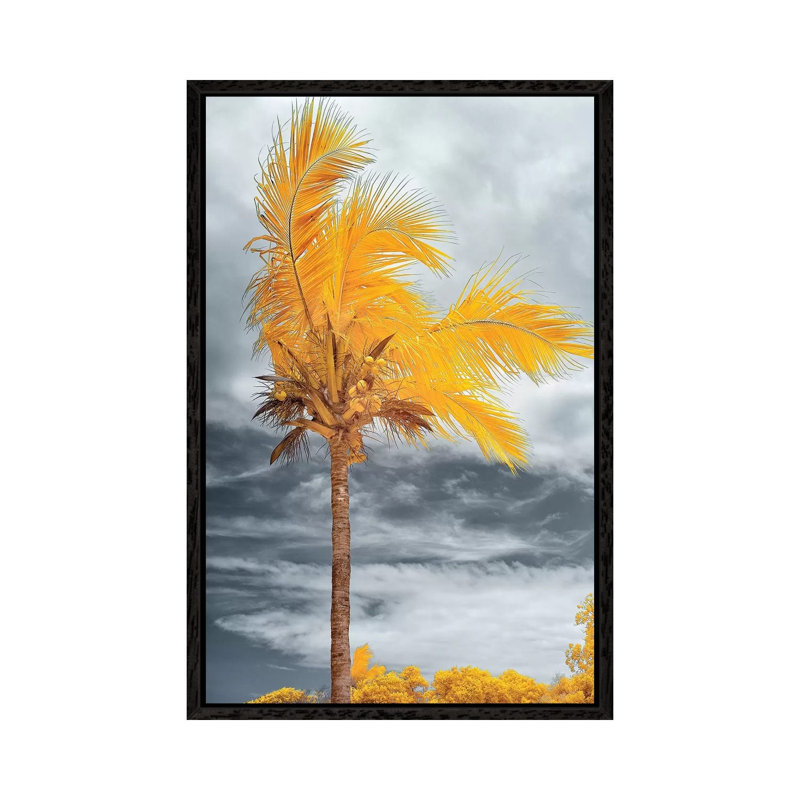 Coconut - Bahia, Brazil by Glauco Meneghelli - Print on Canvas, 66.04 cm H x 45.72 cm W, Black Framed