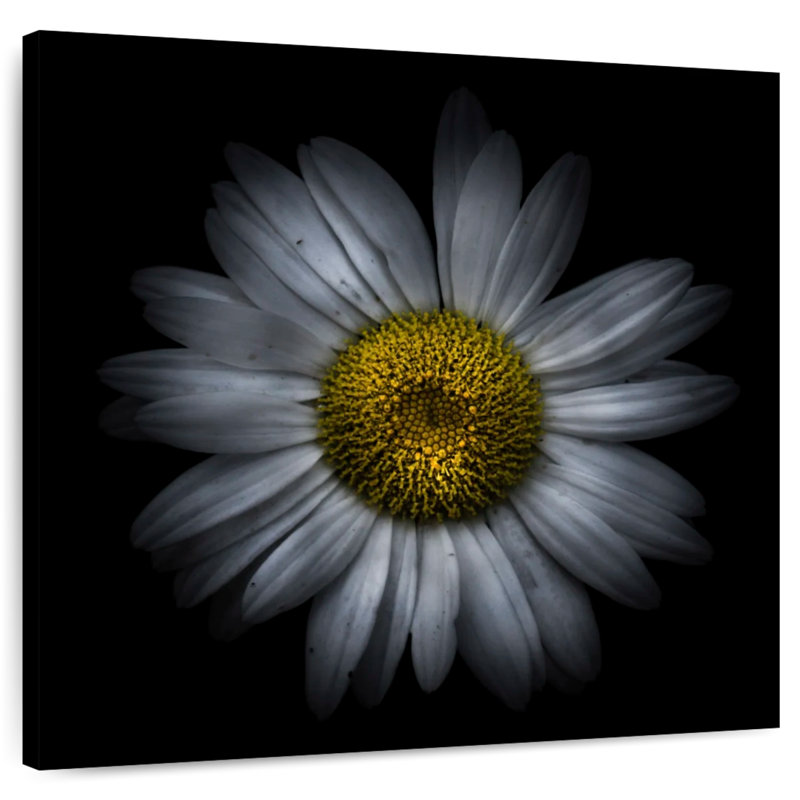 Harnek Backyard Flowers Colored XVI, 30" H x 30" W