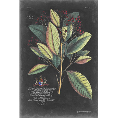 Dramatic Royal Botanical VI by George Ehret - Wrapped Canvas Painting