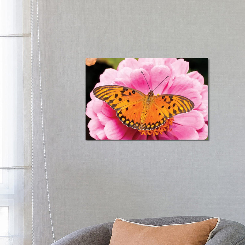 Gulf Fritillary Butterfly on Zinnia Flower, Bahia Blanca, Argentina 1 Piece Wrapped Canvas Wall Art