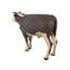 The Grand-Scale Wildlife Hereford Steer Statue