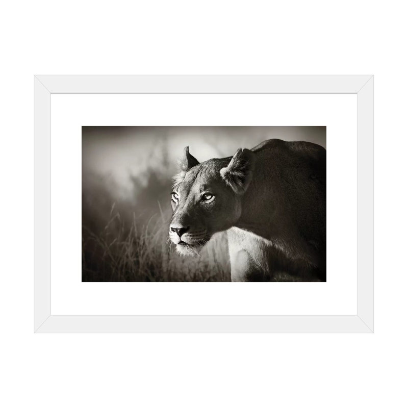 «Lionne Stalking» par Johan Swanepoel - reproduction de photo, H 16 po x l 24 po x P 1 po, Papier encadré blanc