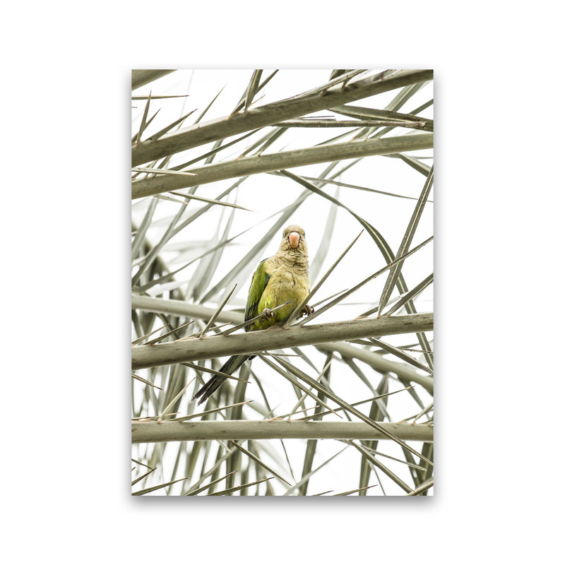 Parrot by Victoria Frost - Print, Unframed, 59cm H x 42cm W x 1cm D