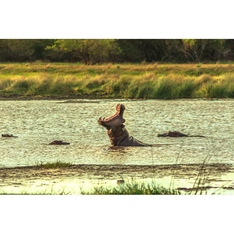 African Hippopotamus Angry - Wrapped Canvas Print, 30cm H x 46cm W x 3.8cm D